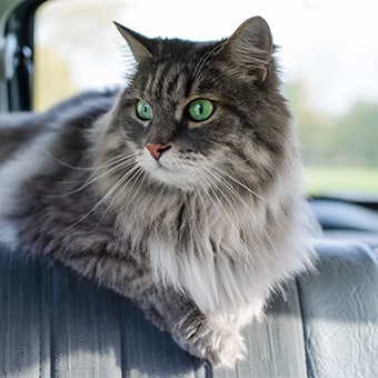 Как перевозить кошку в машине?