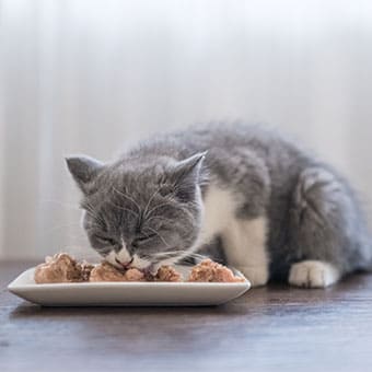Как определить и поддерживать здоровый вес кошки?