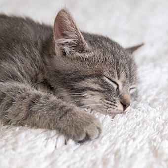 Сколько спят котята и от чего зависит их здоровый сон?