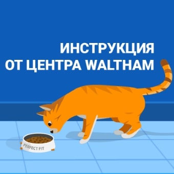 Как определить физическое состояние кошки? Инструкция от центра Waltham