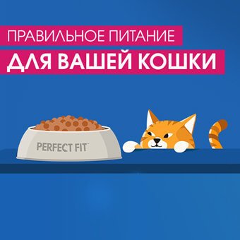 Правильное питание для вашей кошки