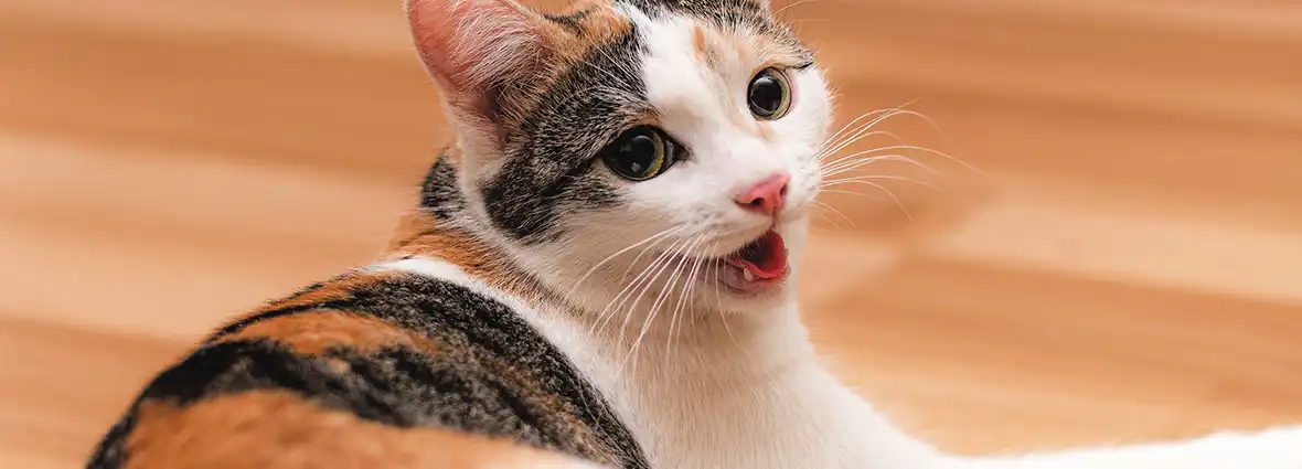 Причины дыхания с открытым ртом у кошек