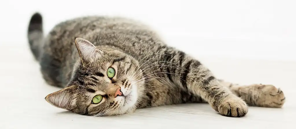 Как выглядит послеоперационный шов у кошек?
