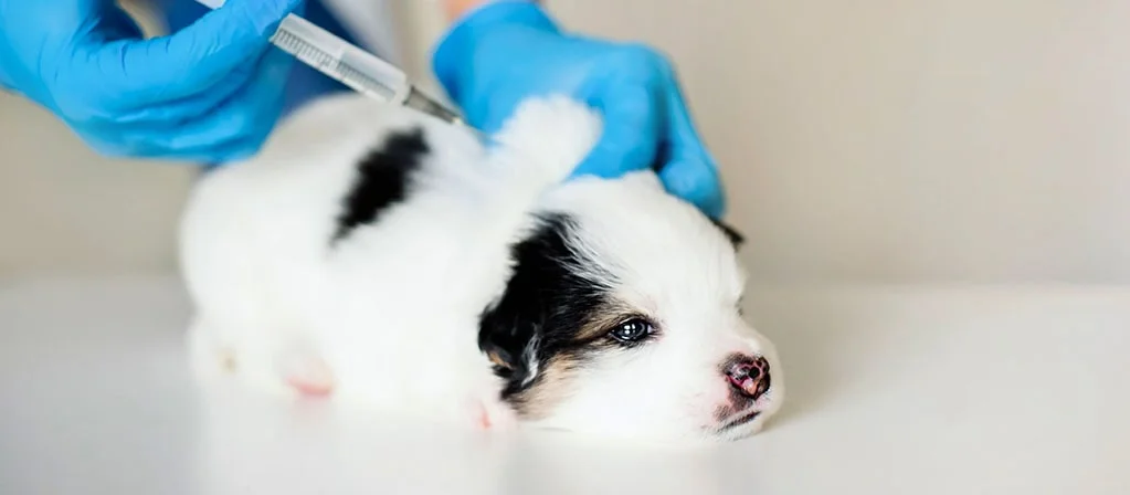 Вакцинация собак: когда и какие прививки делать