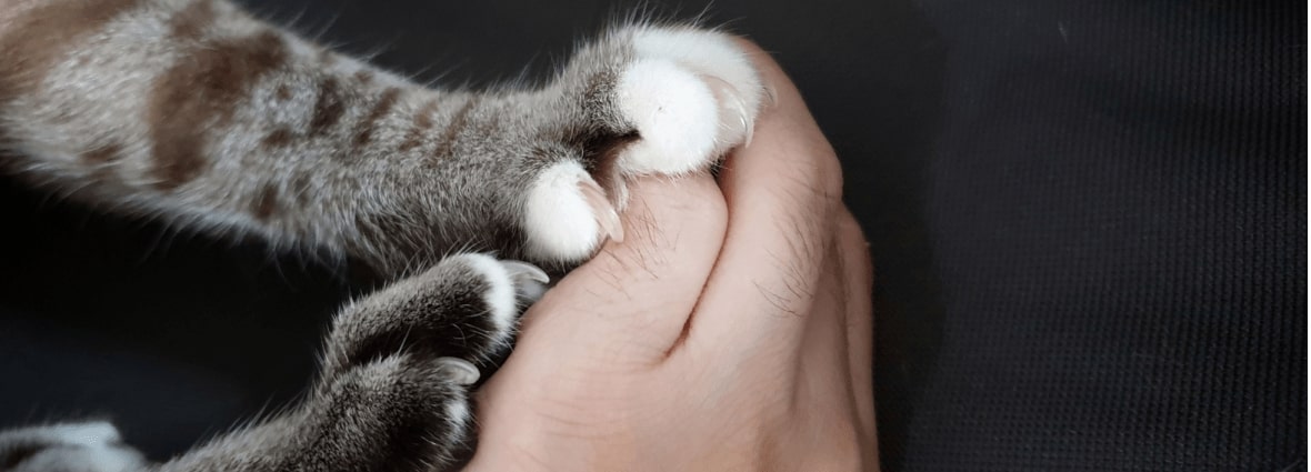 Почему кошкам нужно точить когти?