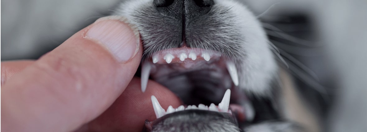 Смена зубов у собаки
