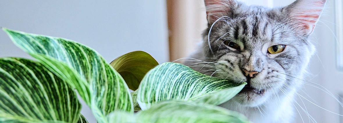 Интерес к растениям у кошки часто вызывает нехватка витаминов