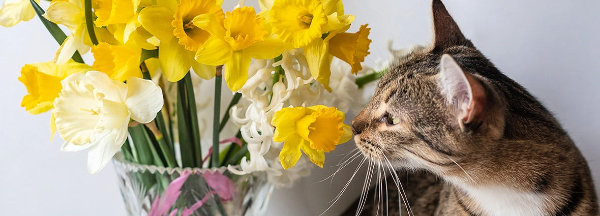 Срезанные цветы также могут быть опасны для кошки