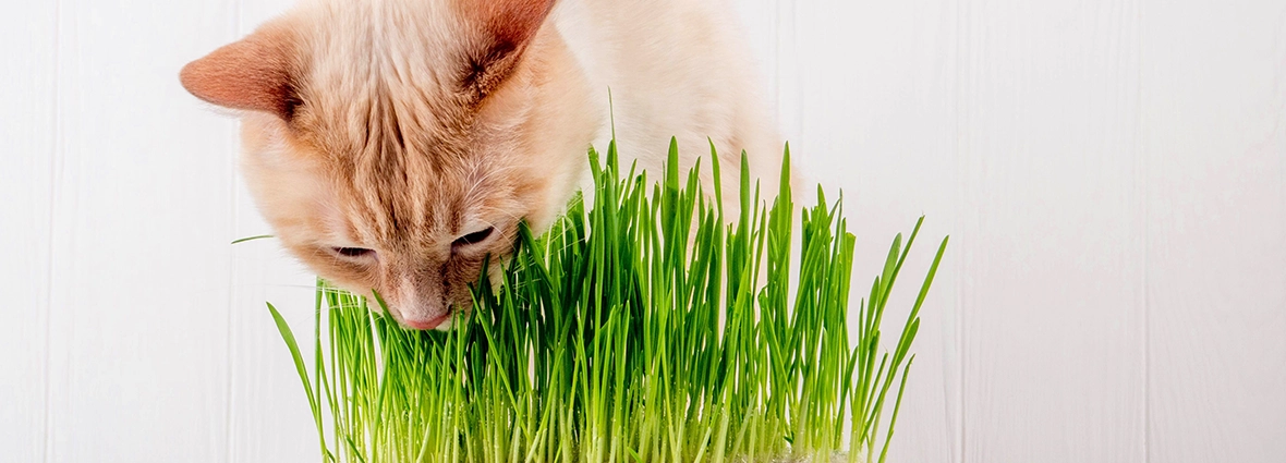 Свежая трава стимулирует пищеварение кошки