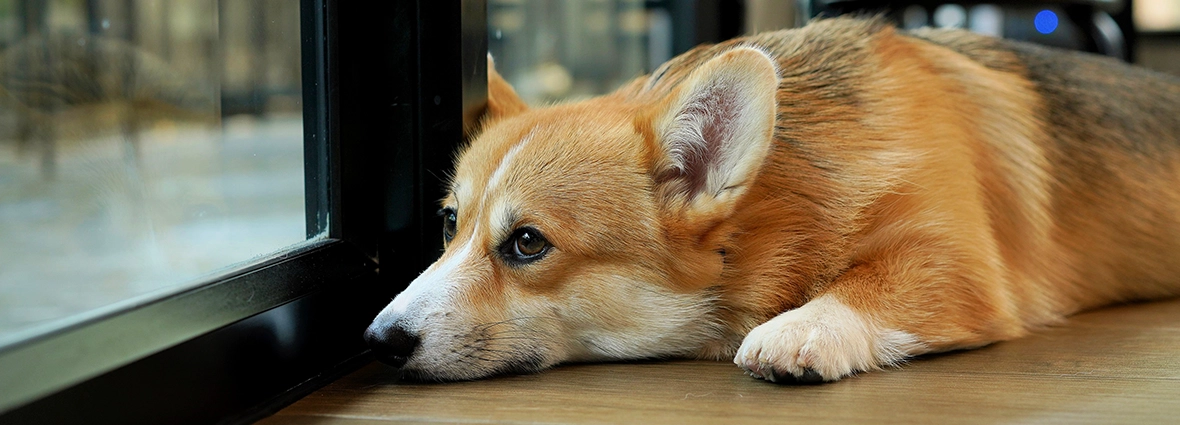 Стресс – одна из причин нежелательного поведения собаки