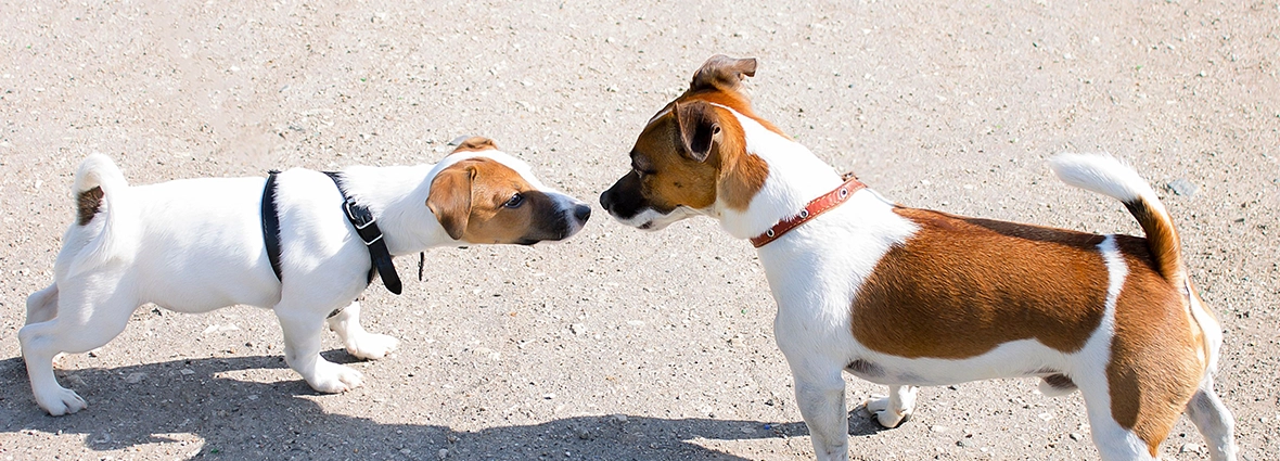 Взрослая собака научит щенка правилам поведения