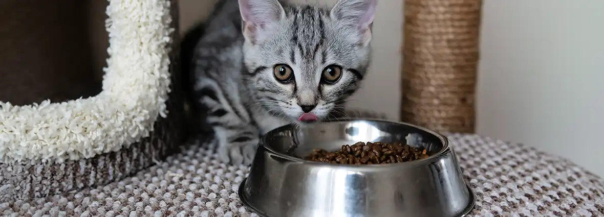 Корм для взрослых кошек не подходит для питания котят 
