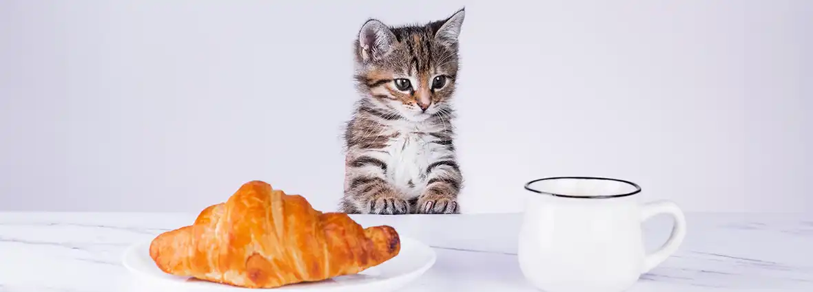 Не кормите котенка едой с вашего стола