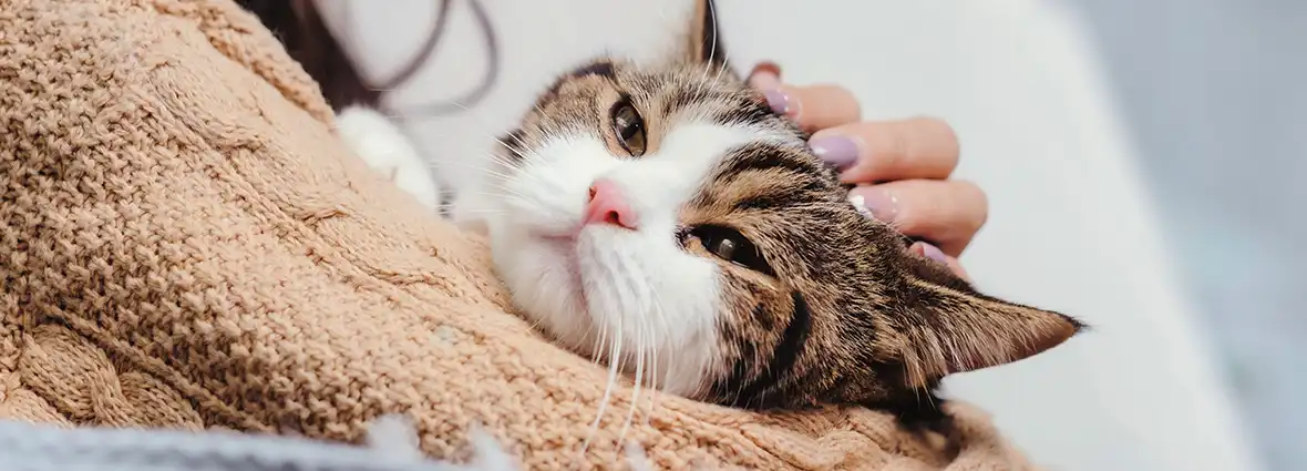 Кошка ответит взаимностью на вашу заботу