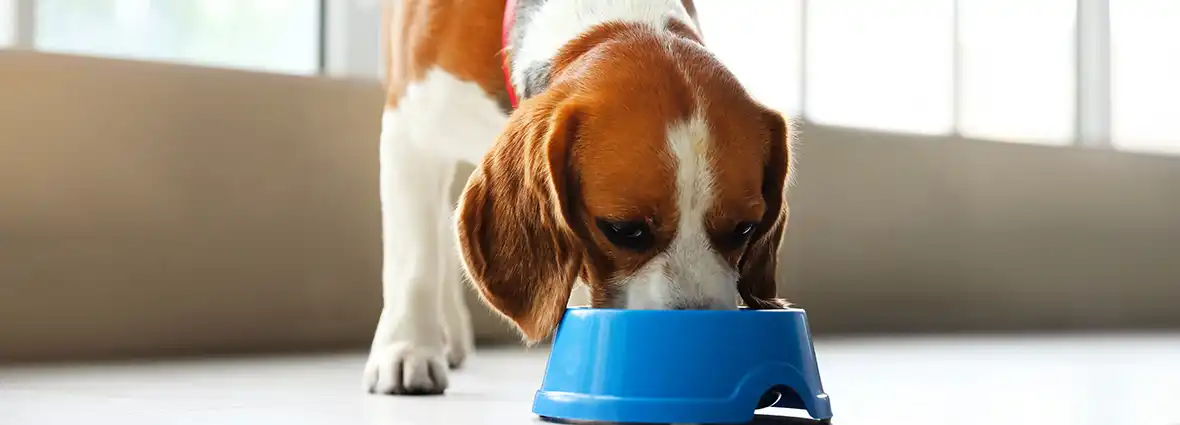 Сбалансированное питание – здоровье вашей собаки