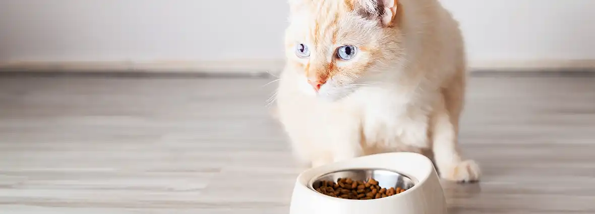 Профилактика мочекаменной болезни у кошек