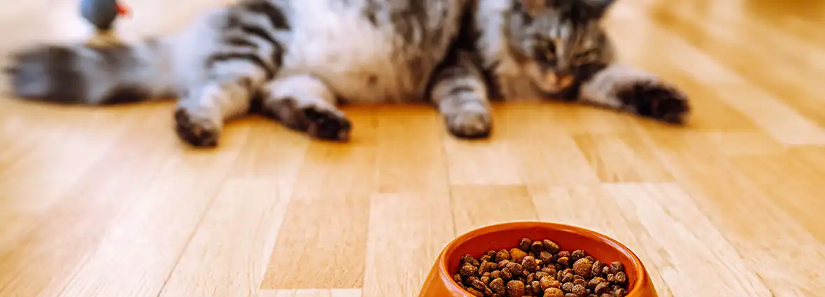 Что делать, если кошка отказывается от еды?