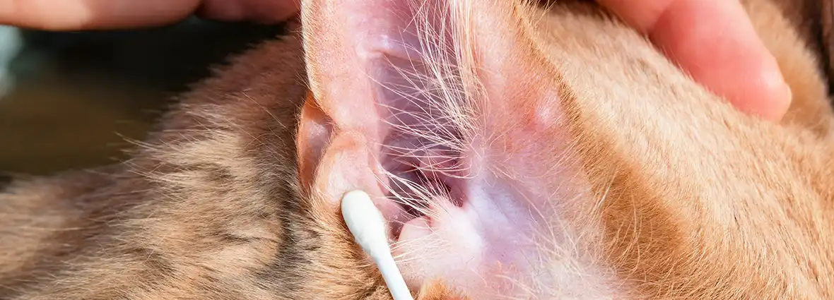 Анатомия ушей кошки
