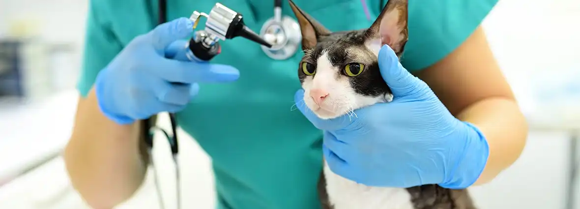 Обратитесь к ветеринарному врачу, если кот чешет уши