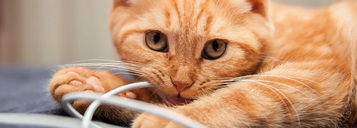 Кошка грызет провода