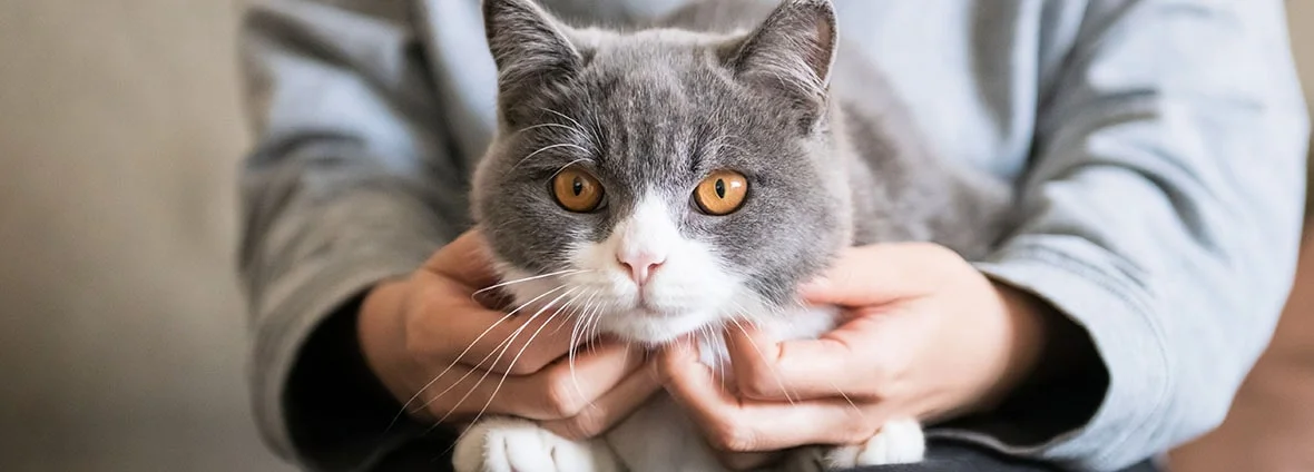 Рвота у кошки: причины, лечение и профилактика - SUPERPET