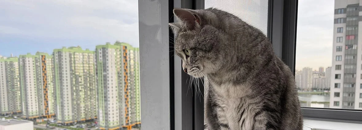 Безопасность кошки на окне