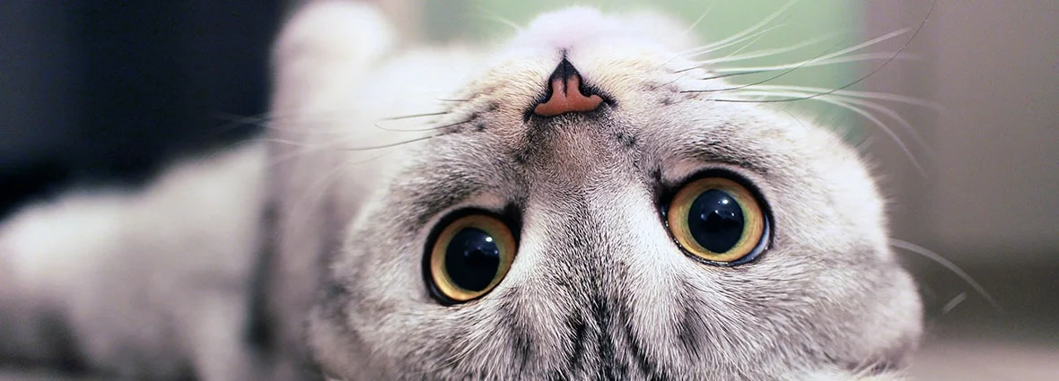 Как выглядят глаза кошки в норме?