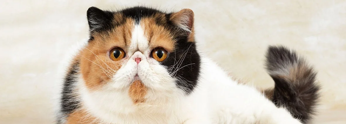 Причины слезотечения глаз у кошек