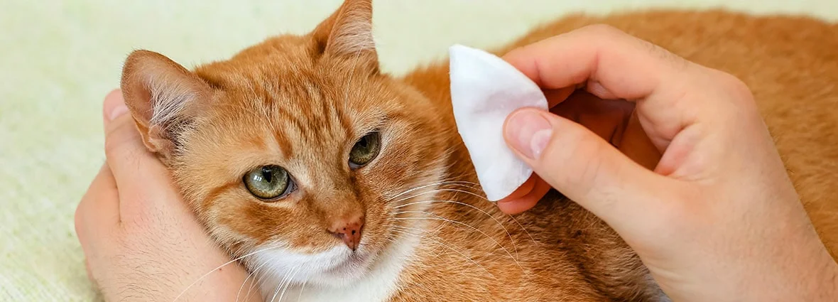 Чем можно промыть глаза кошке?