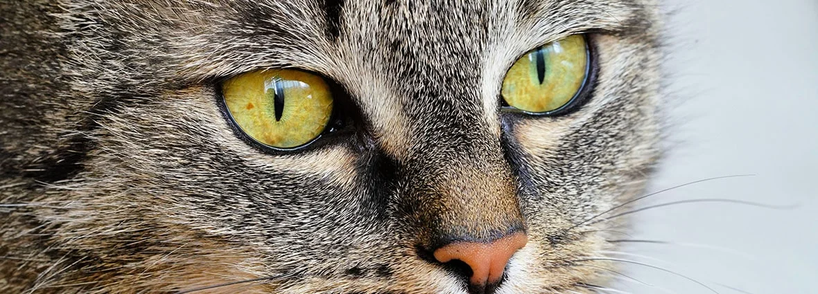Физиология глаз кошек