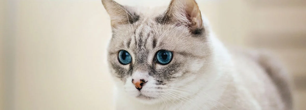 Почему у кошек ночью светятся глаза?
