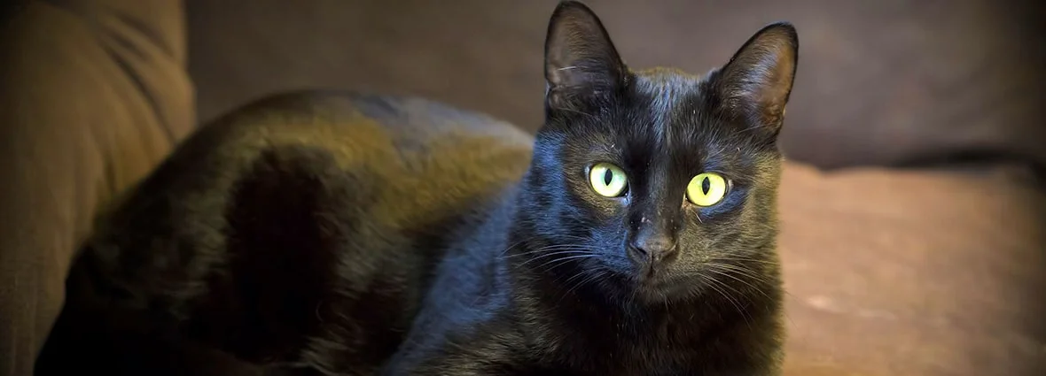 Глаза кошки светятся в темноте