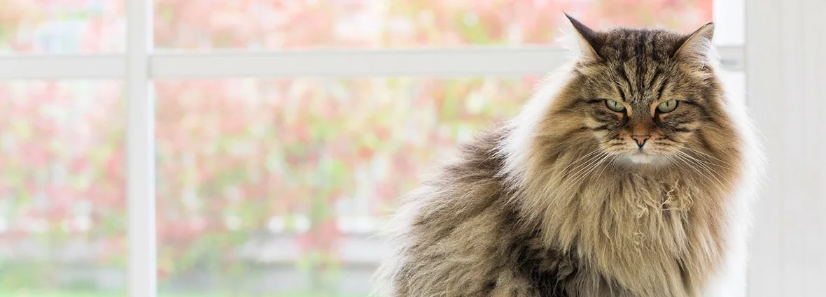 Особенности сибирской кошки