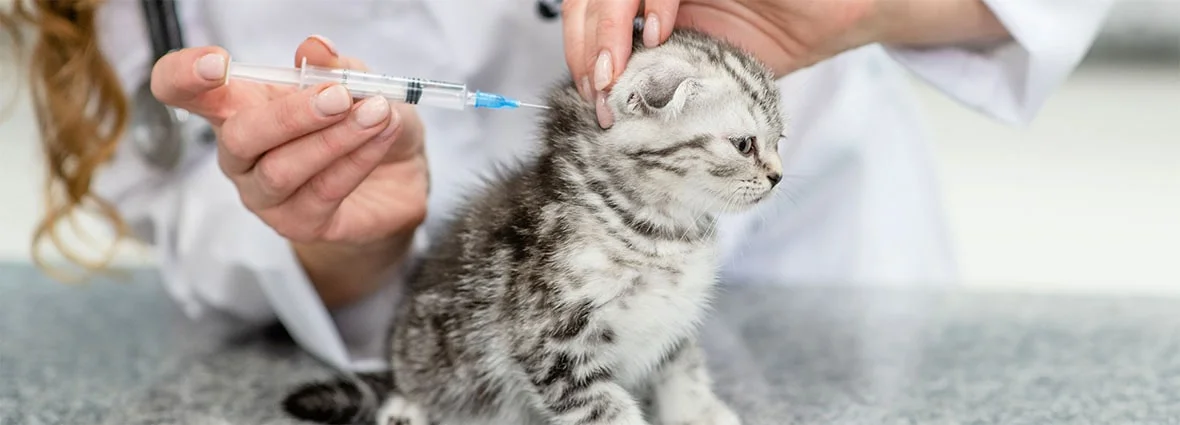Обязательные прививки для котенка