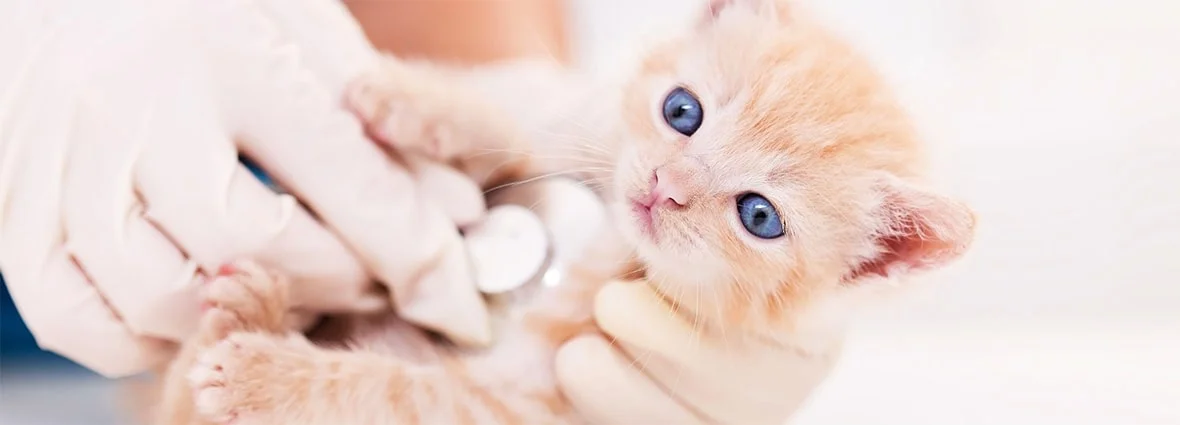 Подготовка котенка к вакцинации